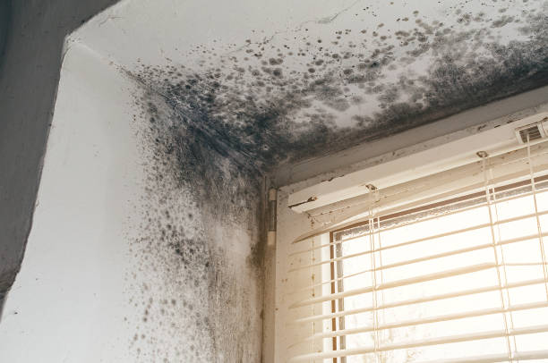 Affordable Mold Removal solutions in Joint Base Mdl, NJ